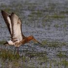 Uferschnepfe ( Limosa limosa )