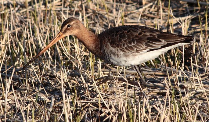 Uferschnepfe (Limosa-limosa)...