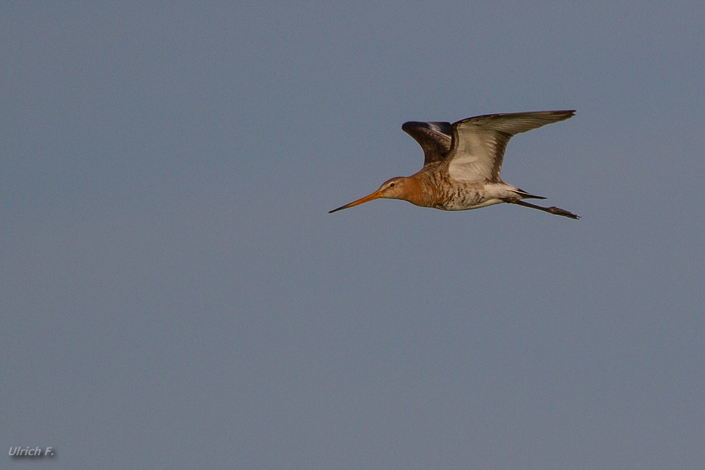 Uferschnepfe (limosa limosa)