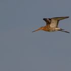 Uferschnepfe (limosa limosa)