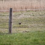 Uferschnepfe (Limosa limosa)... (4)