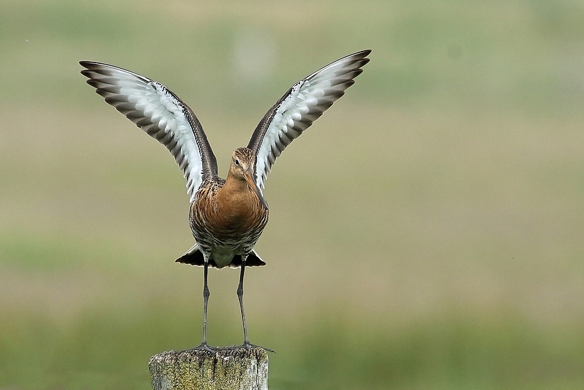 Uferschnepfe (Limosa limosa) 