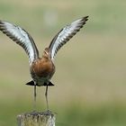 Uferschnepfe (Limosa limosa) 