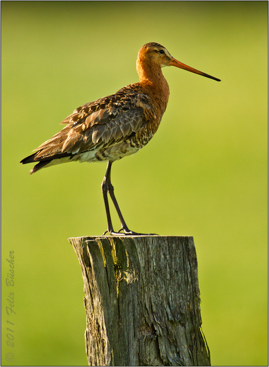 Uferschnepfe (Limosa limosa)