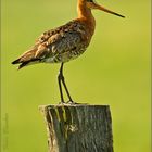 Uferschnepfe (Limosa limosa)