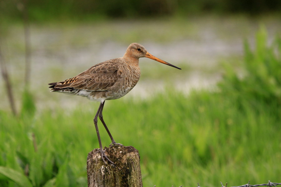 Uferschnepfe ( Limosa limosa )