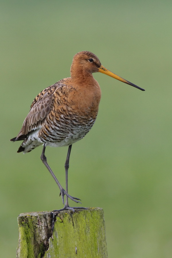 Uferschnepfe ( Limosa limosa )