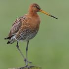 Uferschnepfe ( Limosa limosa )