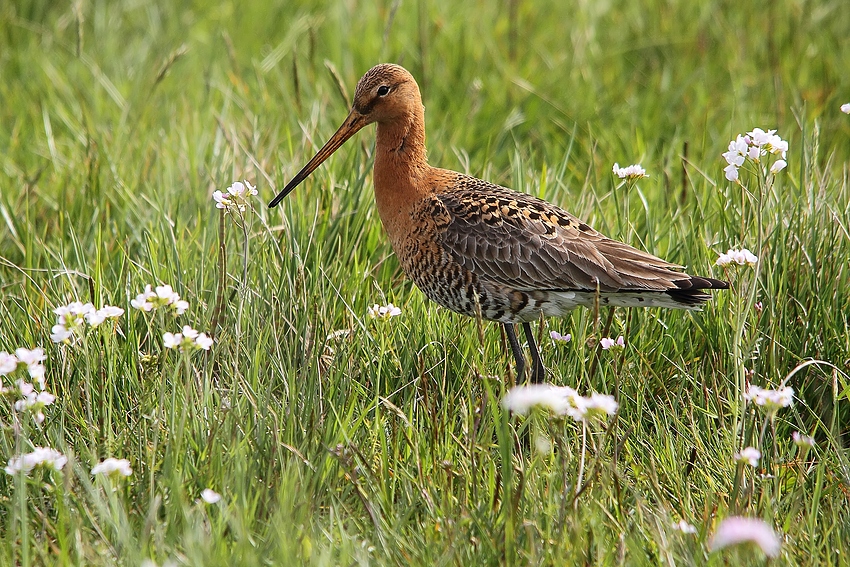 Uferschnepfe (Limosa limosa)