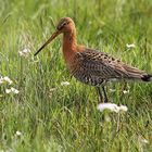 Uferschnepfe (Limosa limosa)