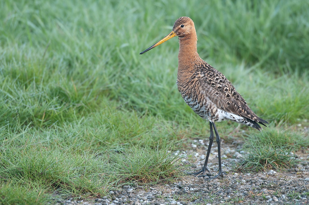 Uferschnepfe (Limosa limosa)