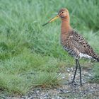 Uferschnepfe (Limosa limosa)