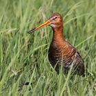 Uferschnepfe (Limosa limosa)