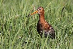 Uferschnepfe (Limosa limosa)