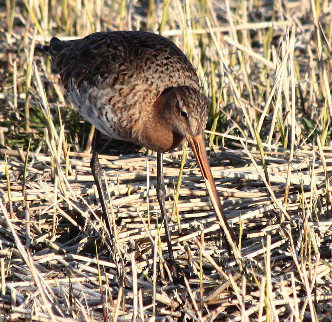 Uferschnepfe (Limosa limosa)... (5)