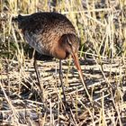 Uferschnepfe (Limosa limosa)... (5)