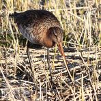 Uferschnepfe (Limosa limosa)... (5)