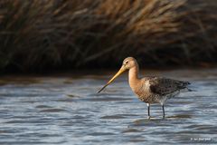 Uferschnepfe - Limosa limosa