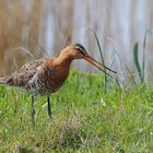 Uferschnepfe  (Limosa limosa)