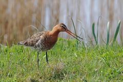 Uferschnepfe  (Limosa limosa)