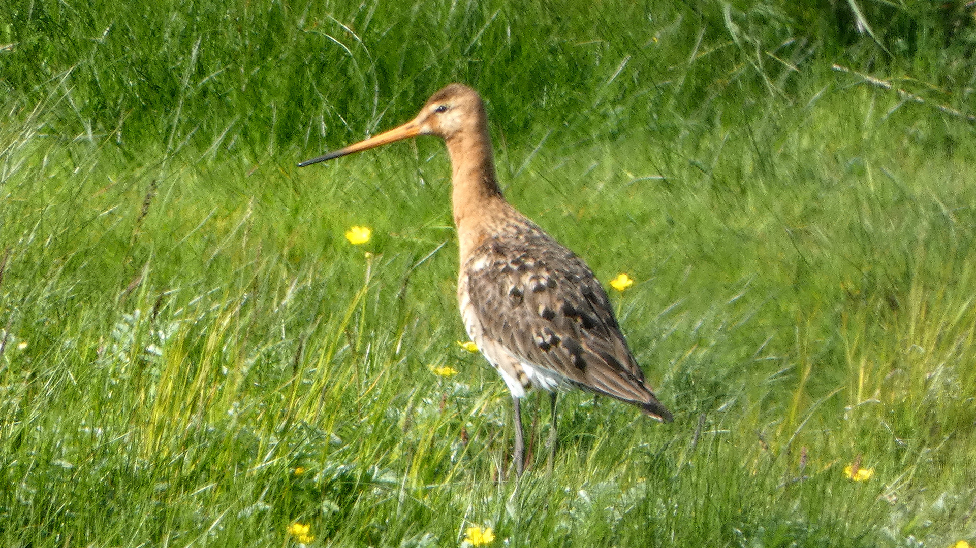 Uferschnepfe (Limosa limosa)