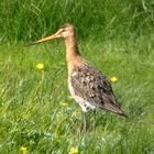 Uferschnepfe (Limosa limosa)