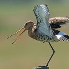  Uferschnepfe (Limosa limosa) 