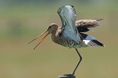  Uferschnepfe (Limosa limosa) 