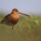 Uferschnepfe (Limosa limosa)