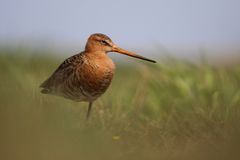 Uferschnepfe (Limosa limosa)