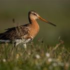 Uferschnepfe  -  Limosa limosa