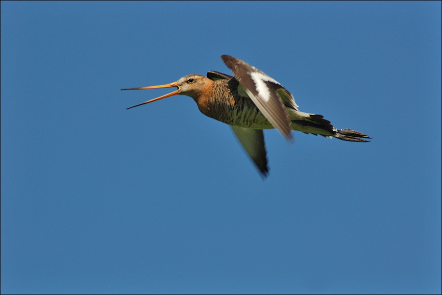 Uferschnepfe (Limosa limosa)