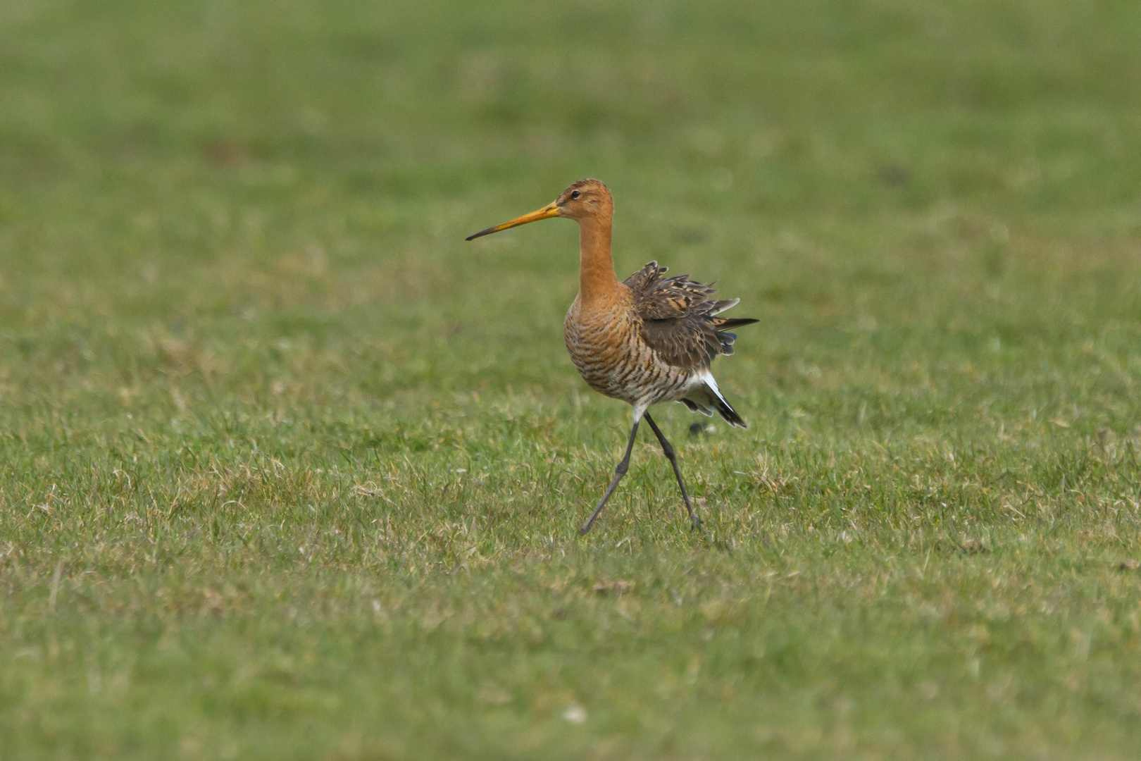 Uferschnepfe (Limosa limosa)