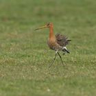 Uferschnepfe (Limosa limosa)