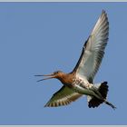 Uferschnepfe (Limosa limosa)