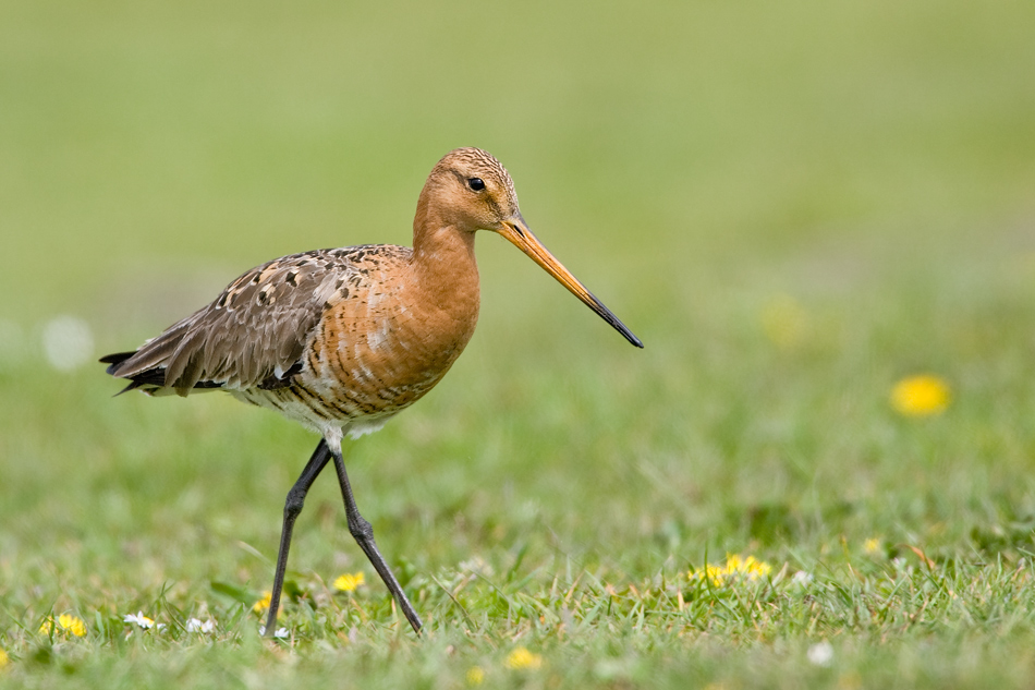 Uferschnepfe (Limosa limosa)