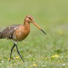 Uferschnepfe (Limosa limosa)