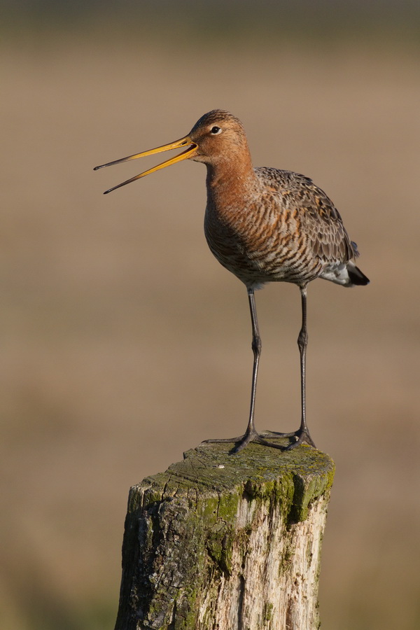 Uferschnepfe ( Limosa limosa )