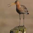 Uferschnepfe ( Limosa limosa )