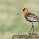 Uferschnepfe (Limosa limosa) 