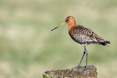 Uferschnepfe (Limosa limosa) 