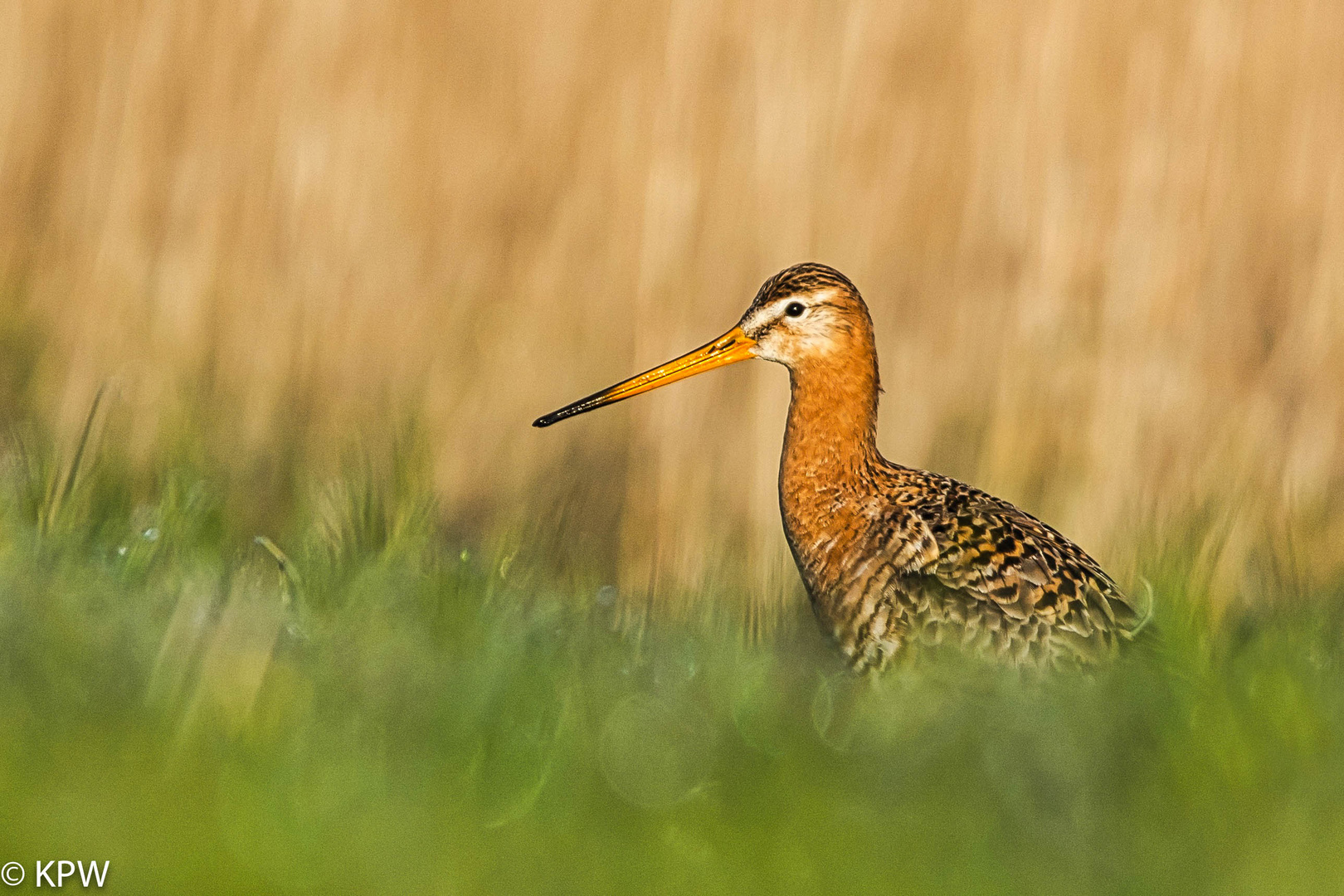 Uferschnepfe (Limosa limosa)