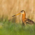 Uferschnepfe (Limosa limosa)