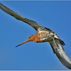 Uferschnepfe - Limosa limosa