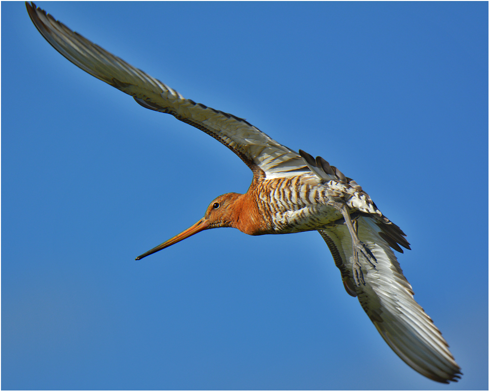 Uferschnepfe - Limosa limosa