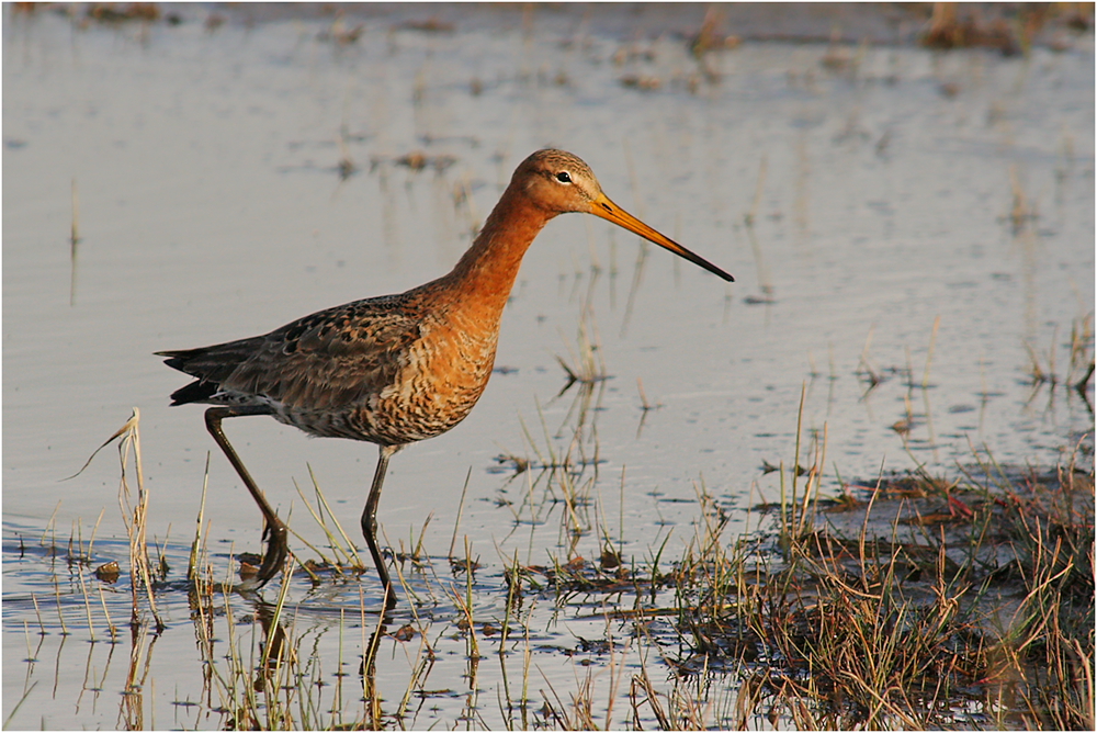 Uferschnepfe (Limosa limosa)