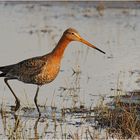 Uferschnepfe (Limosa limosa)