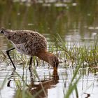 Uferschnepfe (Limosa limosa)