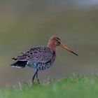 Uferschnepfe (Limosa limosa)