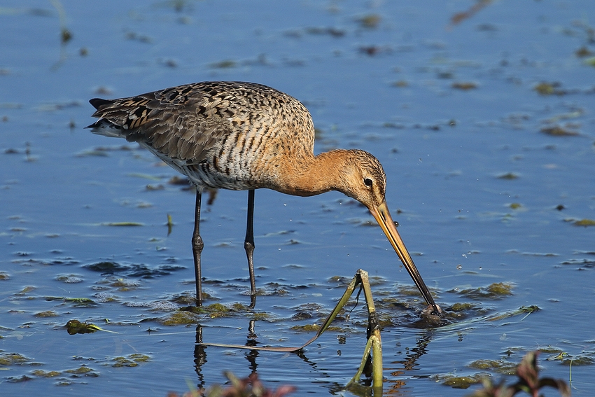 Uferschnepfe (Limosa limosa)